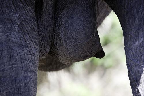 elephant reproductive organs pictures