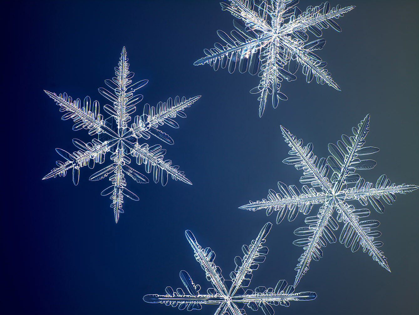 individual colorful snowflakes